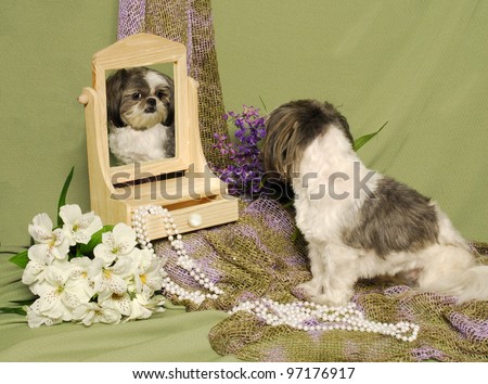Shih Tzu Looks at Self Image Reflected in Mirror