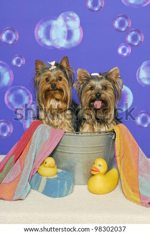 Two yorkshire terriers sitting in a bathtub with towel,rubber ducks, and sponge against a bubble backdrop