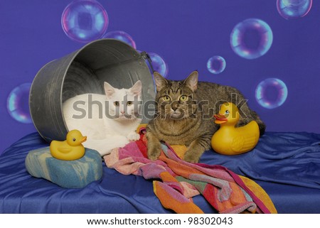 Two cats lay inside a bathtub with striped towel, yellow rubber ducks, sponge and floating bubbles