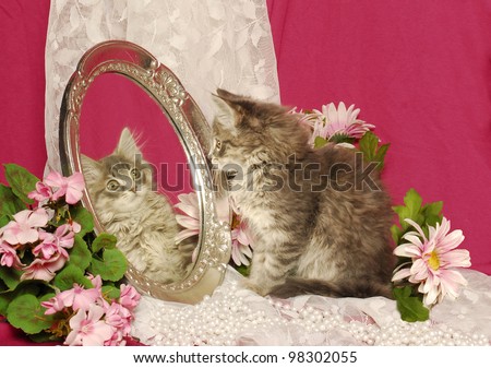 A Cute Tiger Kitten Looks into An Oval Antique Mirror at Own Reflected Image of Face