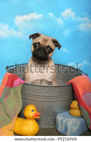 A little tan pug sits in a bath tub with a towel, sponge and rubber ducks