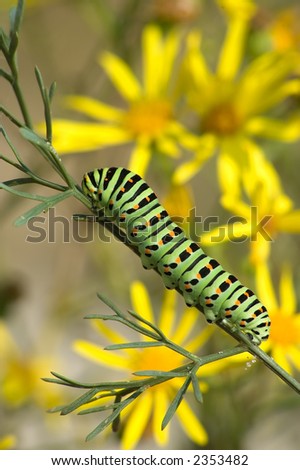 bright caterpillar of Papilio machaon Linnaeus on a background of yellow flowers