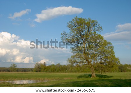 A lone oak-tree on green meadow with clouds and blue sky.
