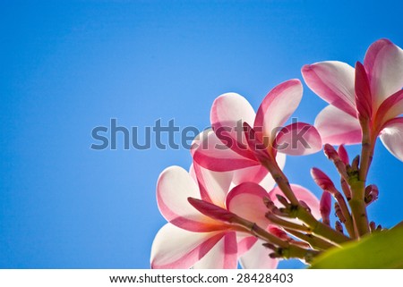 Close-up of a Plumeria plant from a low angle against a perfect blue sky. Shot in Oahu, Hawaii.