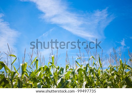 Medium shot of a farmer\'s field against a blue sky on a sunny day.