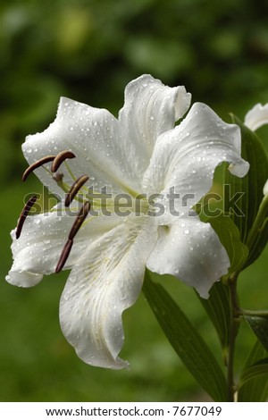 white madonna lily in the rain on green background
