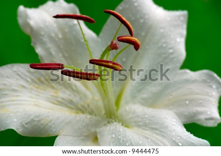 macro white madonna lily in the rain