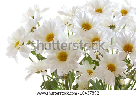 bunch of white small chrysanthemum isolated on white background