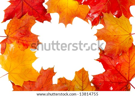 autumn frame of colorful maple leaves isolated on white