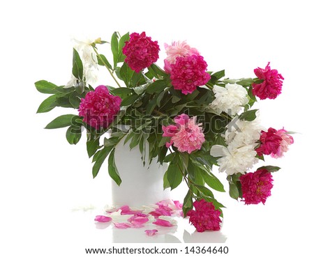 bunch of red, pink, white peonies isolated on white