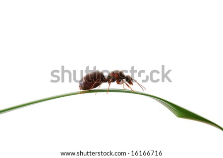 Ant In Grass