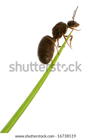 Ant In Grass