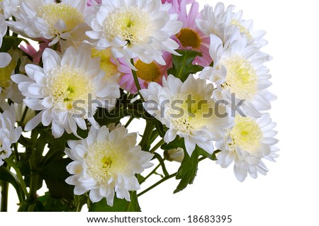 bouquet of white and pink garden chrysanthemum isolated on white background