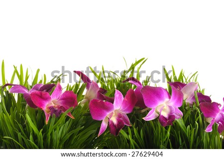 floral frame of green grass with orchid flowers on white background