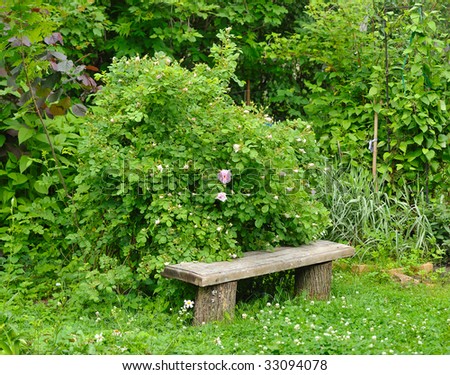bush of garden roses over old wood bench