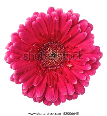 pink flower of gerbera isolated on white background