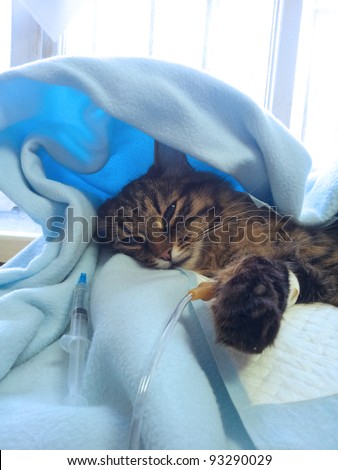 getting sick cat on a drip after surgery operation in veterinary clinic