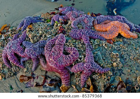 Purple and orange starfish at low tide on the Oregon coast