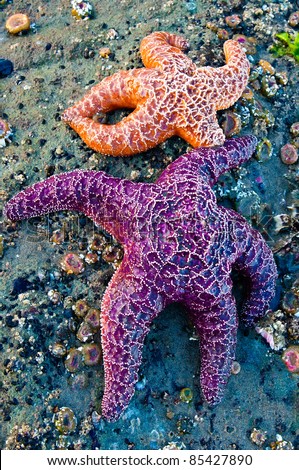 One purple and one orange starfish at low tide on the Oregon coast