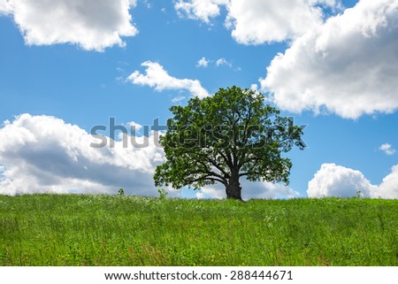 Lonely tree in the field. Pedunculate Oak, tree age 185 years.