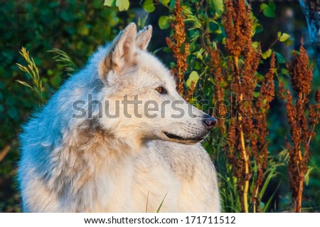 A white wolf looking for its next meal