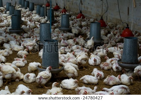 Poultry farm interior close-up