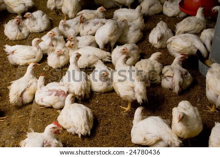Chicken in the interior of the poultry farm