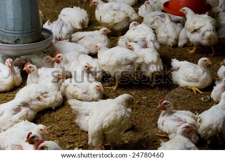 Chicken Poultry