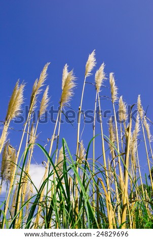 Grass and stems closeup over blue sky