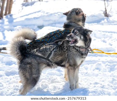 Draught dogs in the winter on Kamchatka