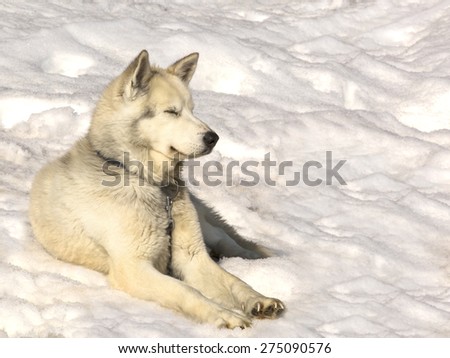 Siberian Huskies in nursery for dogs on Kamchatka