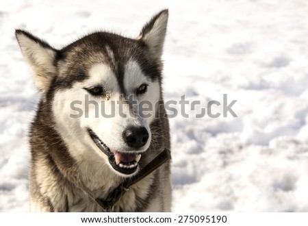 Kamchatka  Huskies in nursery for dogs in the winter