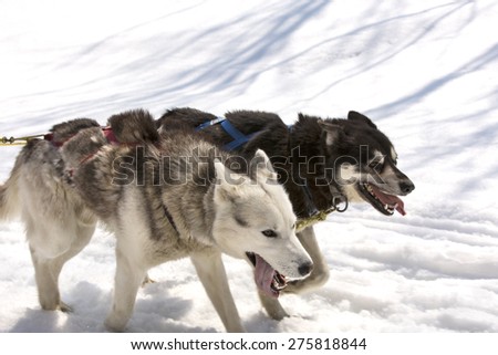 Huskies running in a team in the spring on Kamchatka