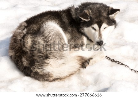 The Siberian Huskies sleeps on spring snow on Kamchatka