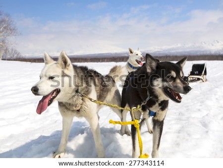 Huskies in a team have a rest near sledge on Kamchatka