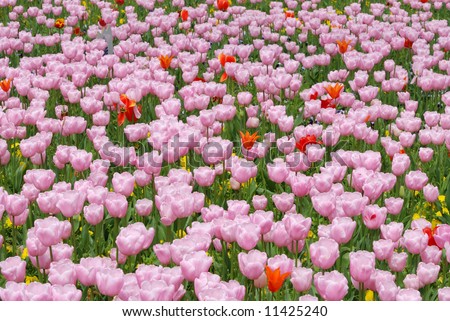 Pink tulips in a flower bed, horizontal composition
