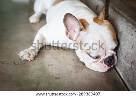 french bulldog tired after running go to sleep