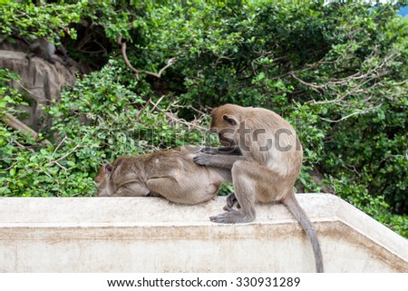 monkey find the bug on the monkey friend
