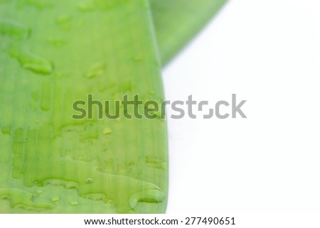 Green wet long leaves isolated on white background