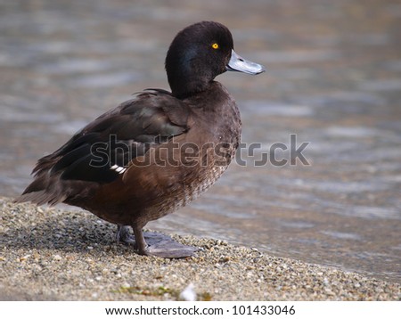 Black teal, (or scaup) (Aythya novaeseelandiae) is a diving duck in New Zealand. It may stay down for twenty to thirty seconds and go down three metres to look for plants, small fish and water snails
