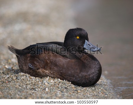 Black teal, (or scaup) (Aythya novaeseelandiae) is a diving duck in New Zealand. It may stay down for twenty to thirty seconds and go down three metres to look for food