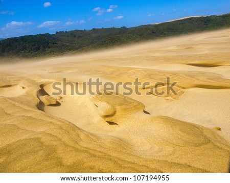 The Giant Dune looks like a desert. Far North New Zealand.