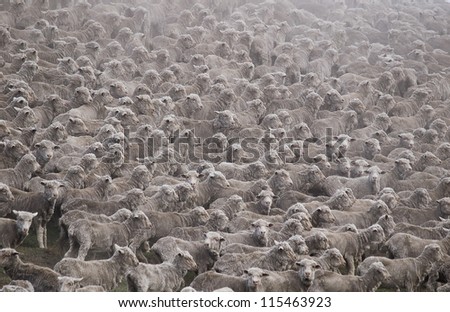 Flock of sheared sheep with central sheep looking at camera / Mackenzie District, Canterbury Region, South Island