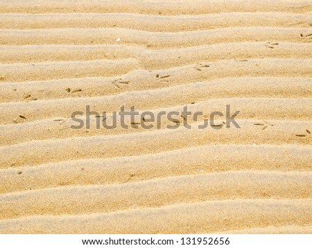 Background of beach bird markings and ripple pattern sand