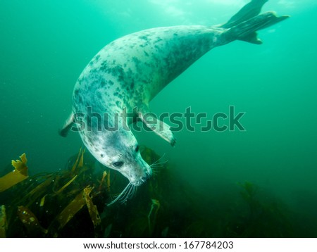 Underwater Picture Of Grey Seal In North Sea