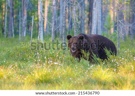 Brown bear (Ursus arctos) in the colorful fall tundra and surrounded by favorite soap berries
