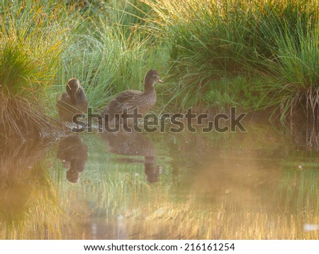 duck and ducklings in water during misty morning