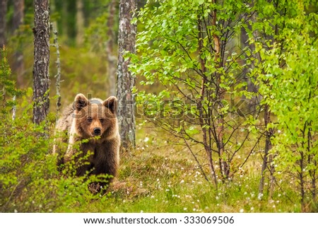 Brown bear (Ursus arctos) walking in the bog at sunset