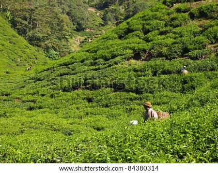Tea Worker picking tea leaves in a tea plantation Cameron Highlands Malaysia