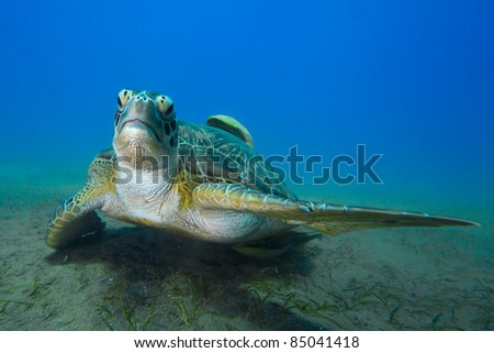 Green Sea Turtle (Chelonia mydas) in Red Sea Egypt